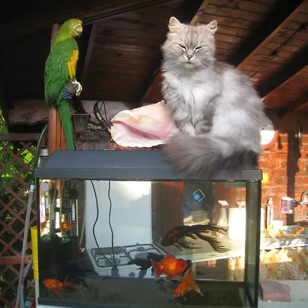 Guest house Saltanat 41