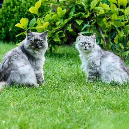 维拉玛提41号酒店 2*